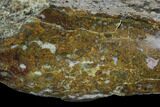 Polished Dinosaur Bone (Gembone) Section - Colorado #96419-2
